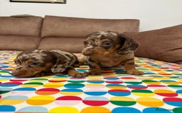 Teckel perros en venta: Teckel kaninchen  - Imagen 2