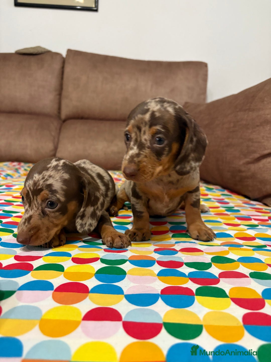 Teckel perros en venta: Teckel kaninchen  - Imagen 2