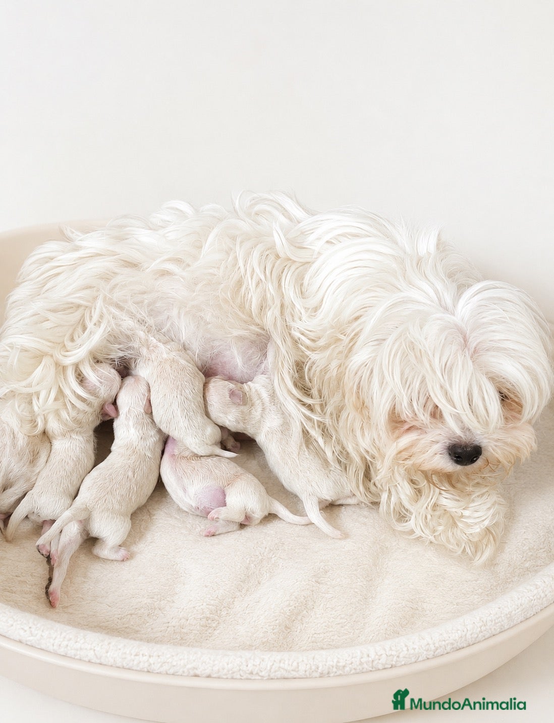 Bichón Maltés perros BICHÓN MALTES MINI TOY COREANO - Anuncio 1