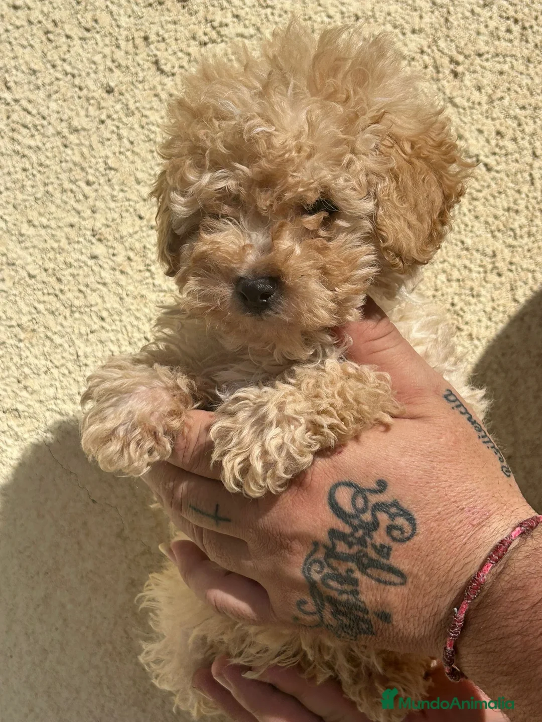 Raza Mixta perros en venta: Caniche enano  - Anuncio 1