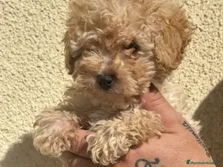 Raza Mixta perros Caniche enano - Anuncio 1