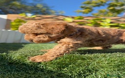 Caniche Toy perros en venta: CANICHE TOY MACHO - Anuncio 15