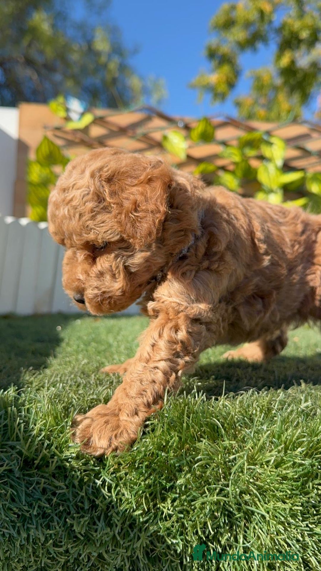 Caniche Toy perros en venta: CANICHE TOY MACHO - Anuncio 15