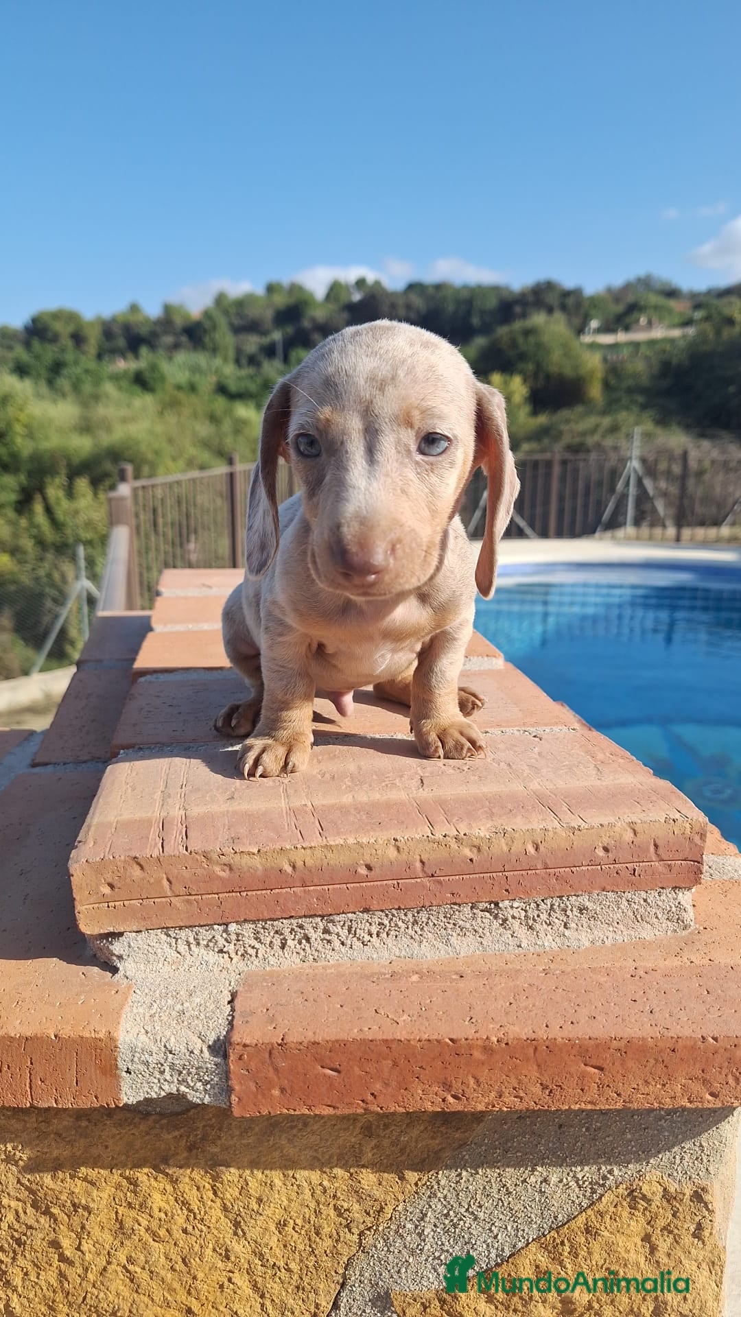 Teckel perros en venta: Teckel Arlequin Macho - Imagen 4