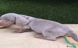 Teckel Miniatura perros en venta: Teckel Mini Isabellos - Anuncio 5