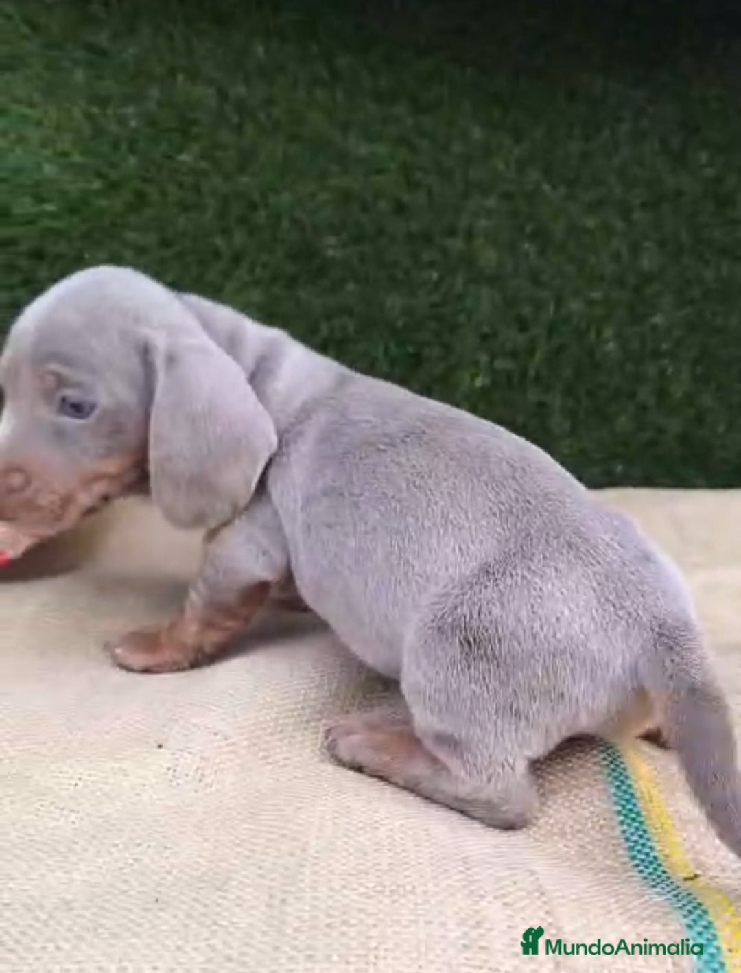 Teckel Miniatura perros en venta: Teckel Mini Isabellos - Anuncio 5