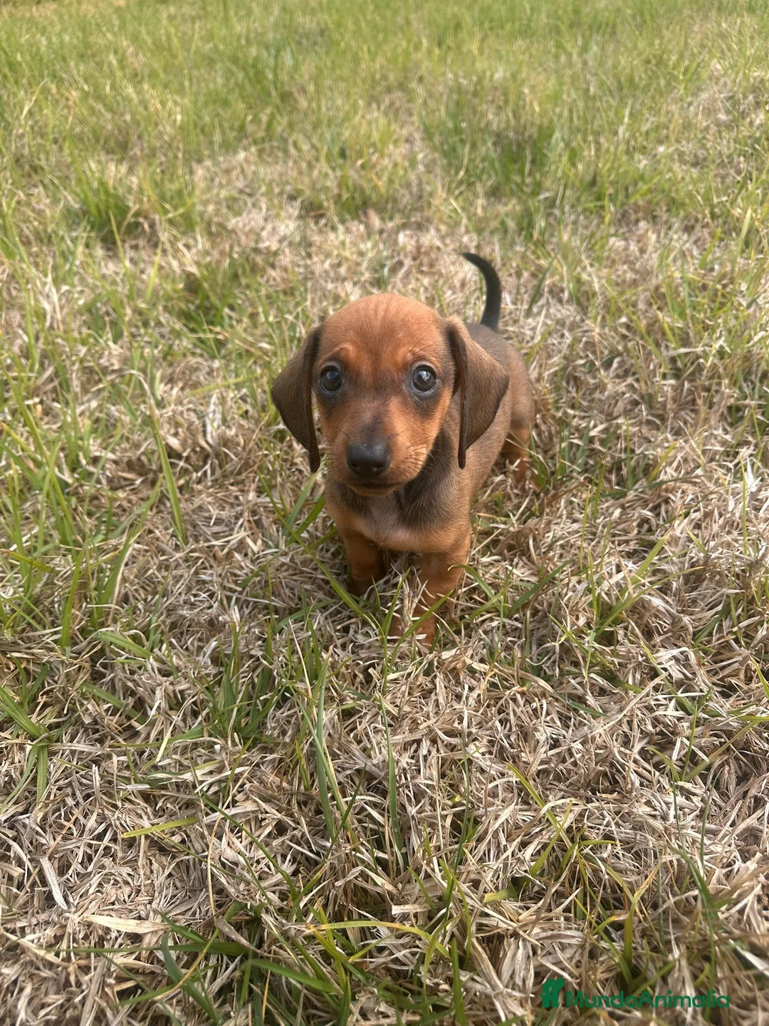 Teckel Miniatura perros en venta: Teckel Miniatura Precioso  - Anuncio 2