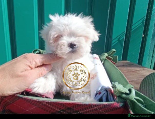 Bichón Maltés perros - Anuncio 19