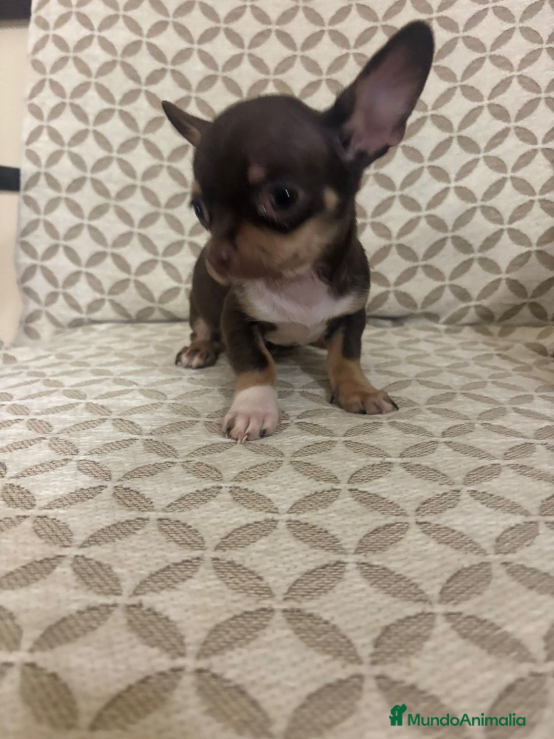 Chihuahua perros en venta: Chihuahua mini toy cabeza manzana  - Anuncio 7
