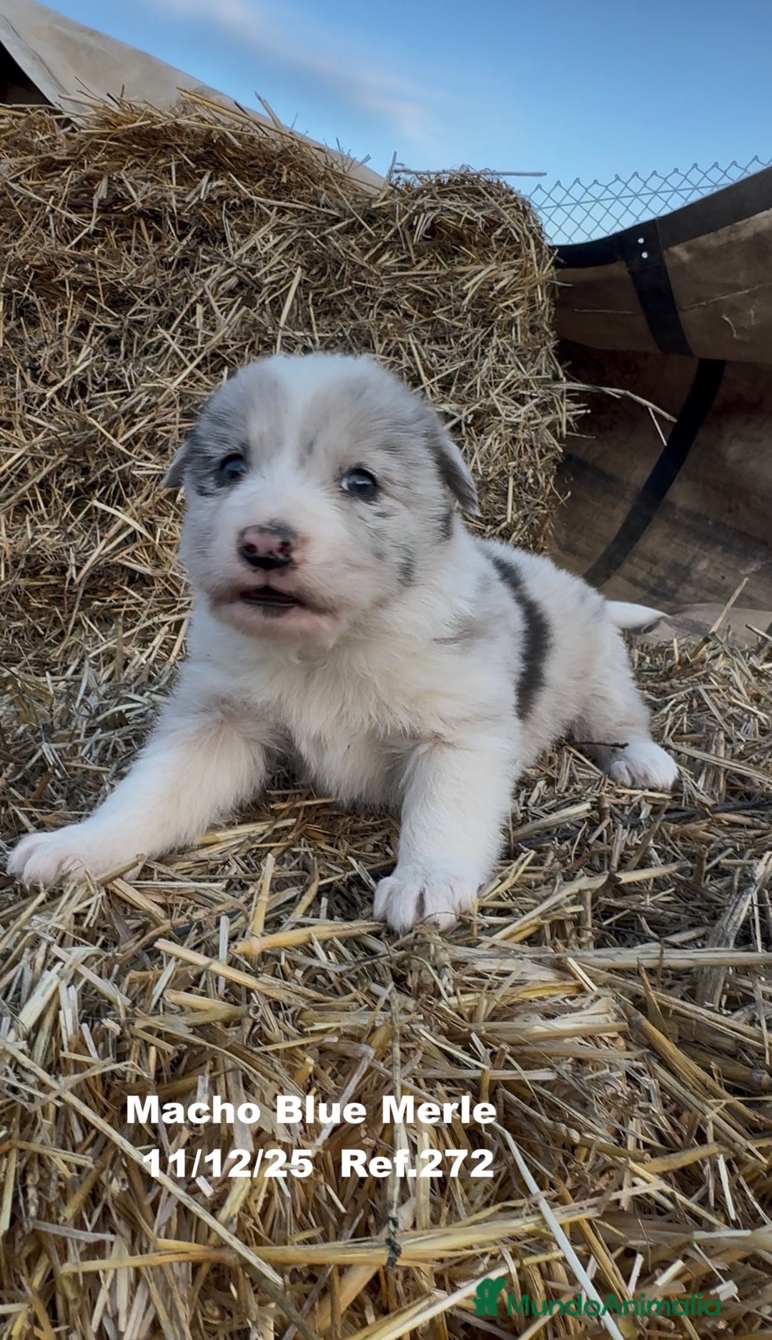 Border Collie perros en venta: Border Collie - Anuncio 19