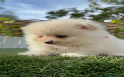 Pomerania perros en venta: POMERANIA HEMBRA - Imagen 3