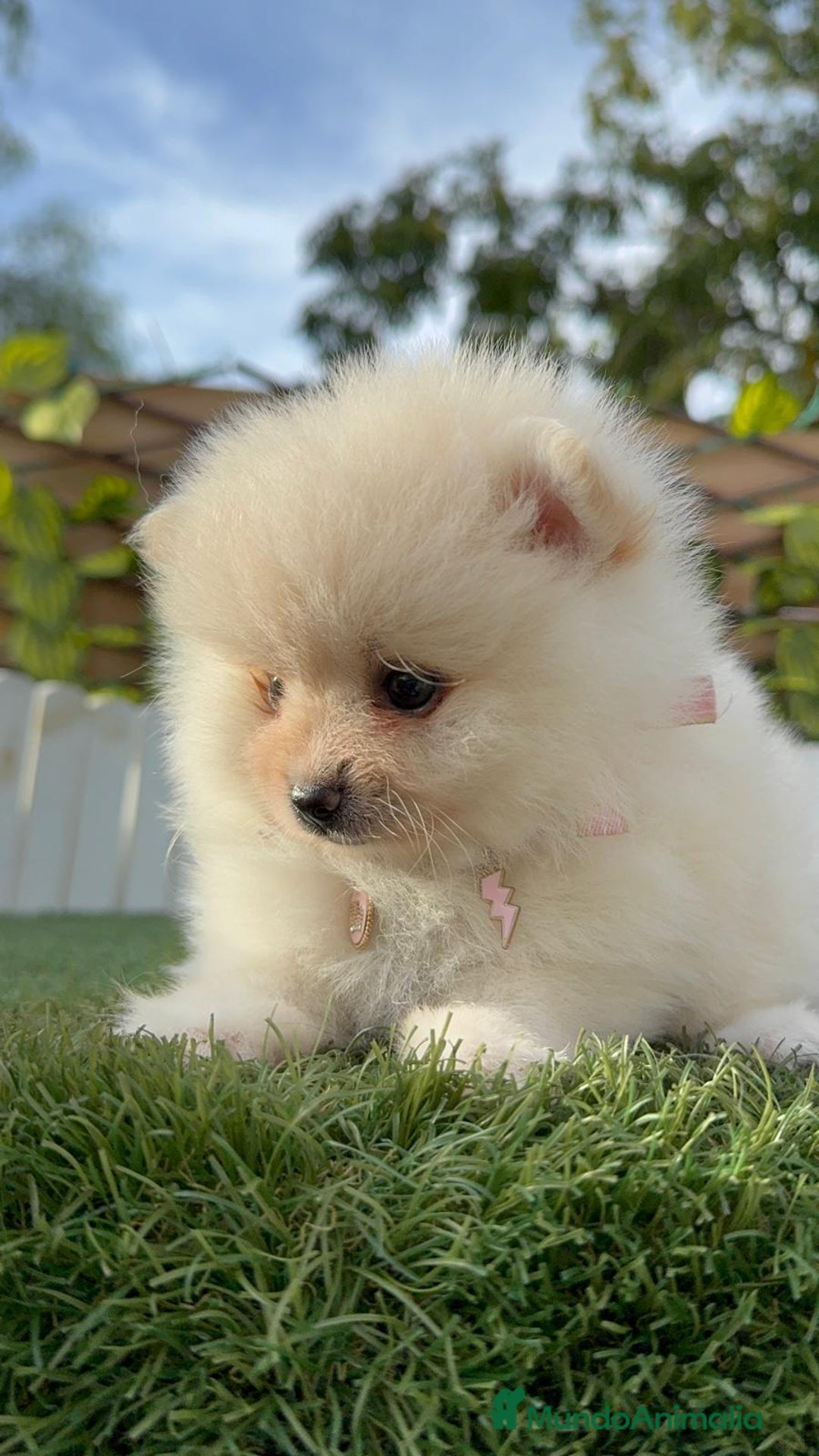 Pomerania perros en venta: POMERANIA HEMBRA - Imagen 3