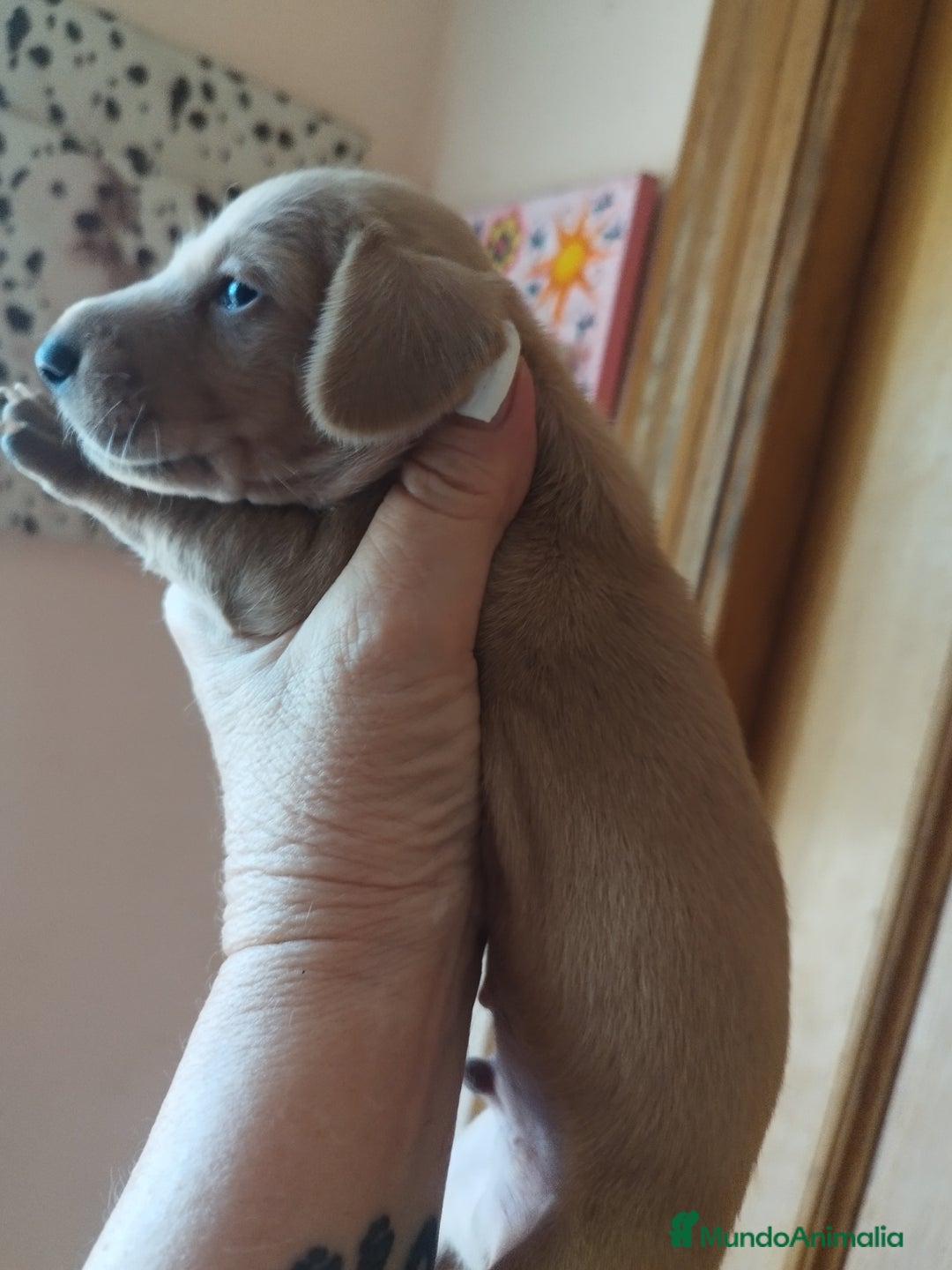 Teckel perros en venta: TECKEL PURA RAZA  - Imagen 2