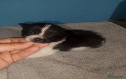 Pomerania perros en venta: Precioso pomchi macho  - Imagen 3