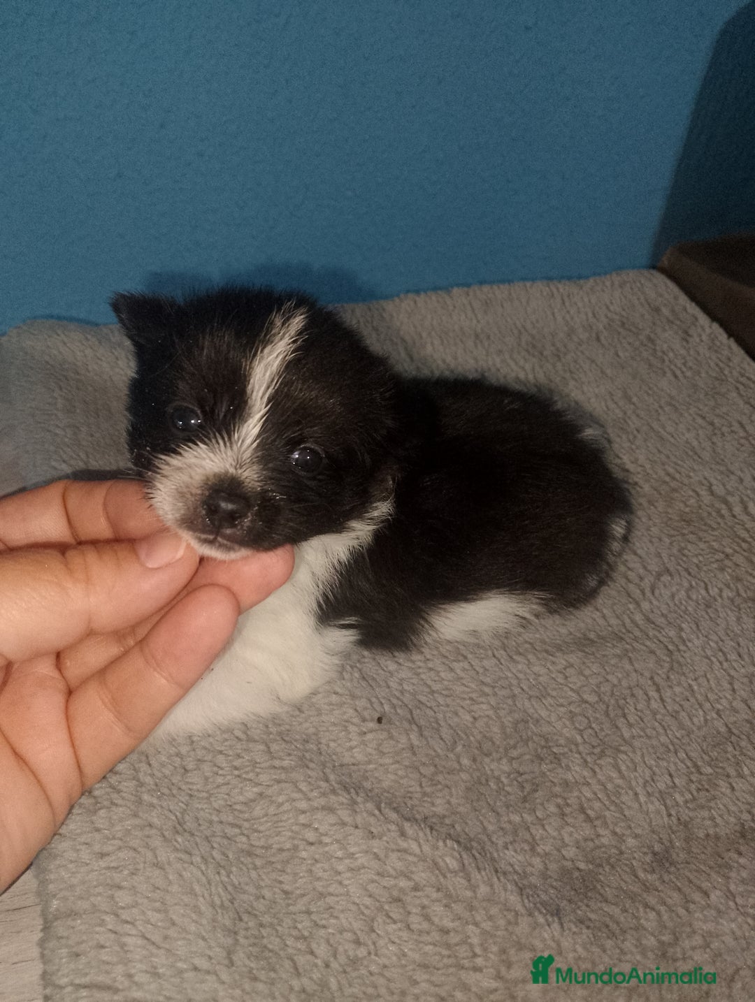 Pomerania perros en venta: Precioso pomchi macho  - Imagen 3