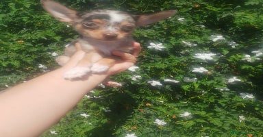 Chihuahua perros - Anuncio 15