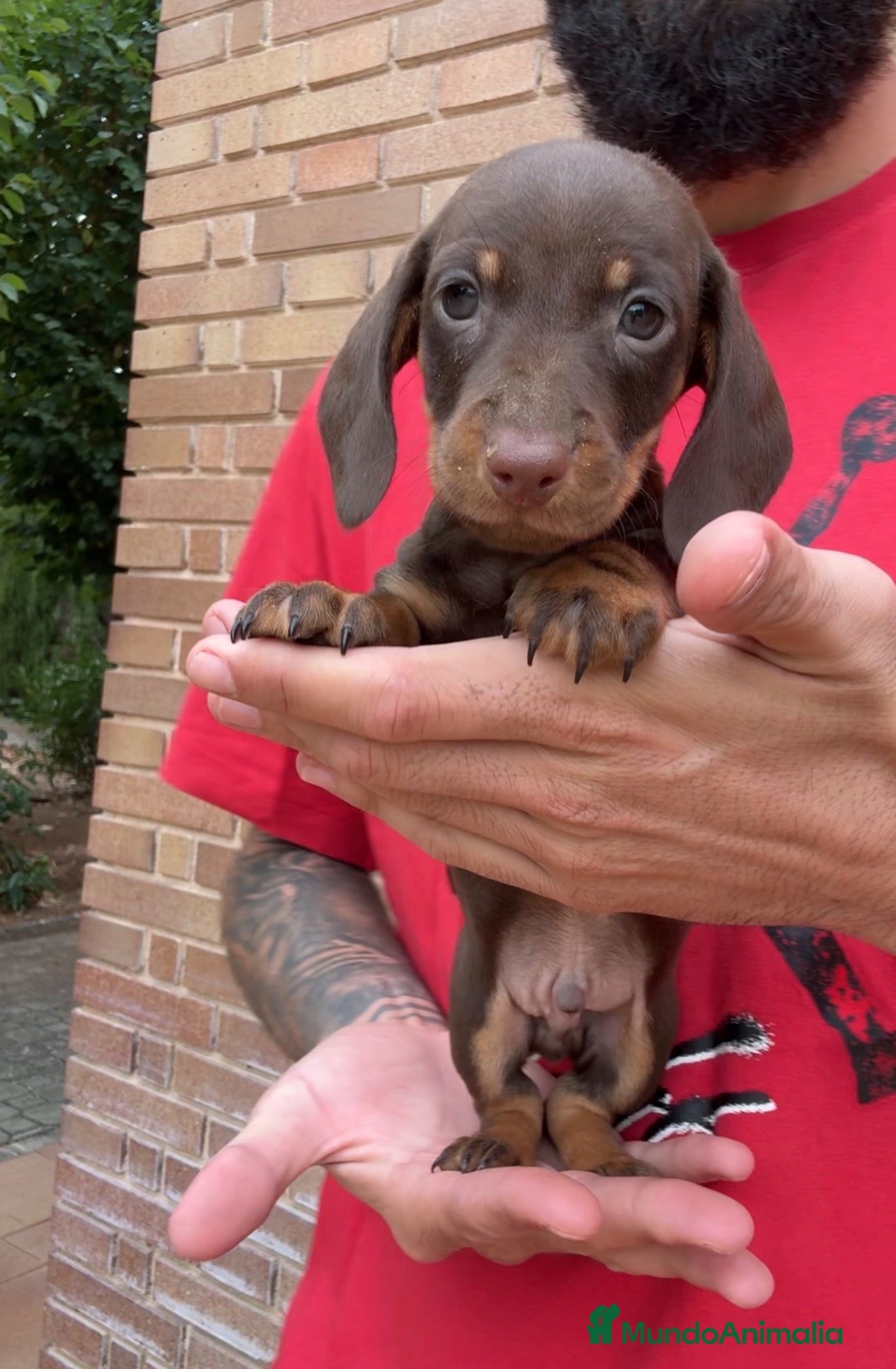Teckel perros TECKEL KANINCHEN TECKEL DEL PALMERAL  - Anuncio 1