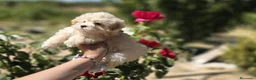 Maltipoo perros en venta: Maltipoo excelentes y diminutos cachorritos!!! - Anuncio 10