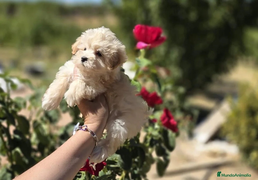 Maltipoo perros en venta: Maltipoo excelentes y diminutos cachorritos!!! - Anuncio 10