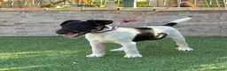 Fox Terrier de Pelo Liso perros en venta: Precioso cachorro de fox terrier  - Anuncio 5