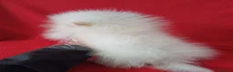 Pomerania perros en venta: Pomerania Standar  - Anuncio 3