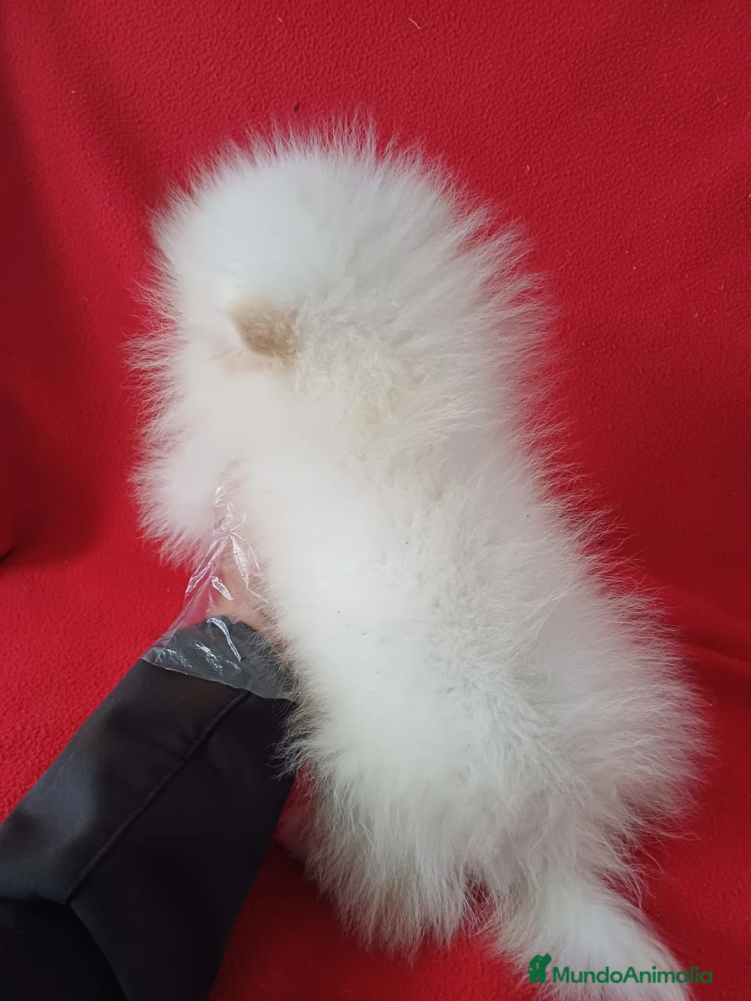 Pomerania perros en venta: Pomerania Standar  - Anuncio 3