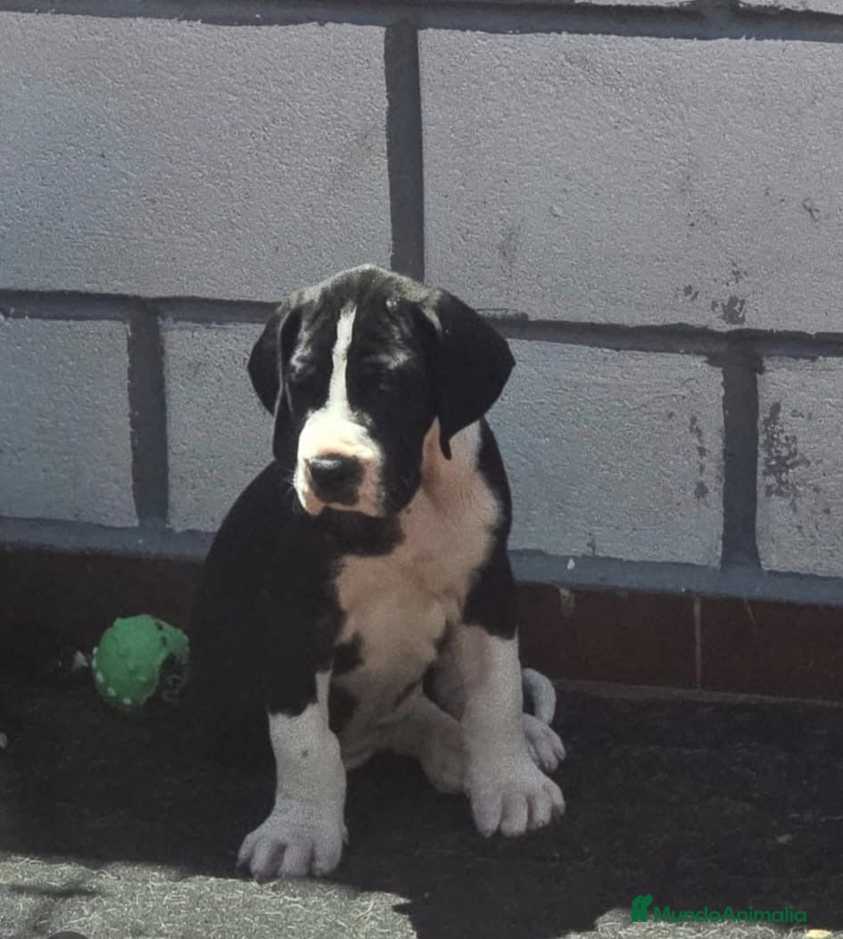 Dogo Alemán perros Dogo Alemán  - Anuncio 1