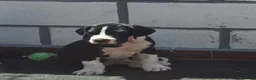 Dogo Alemán perros en venta: Dogo Alemán  - Anuncio 1