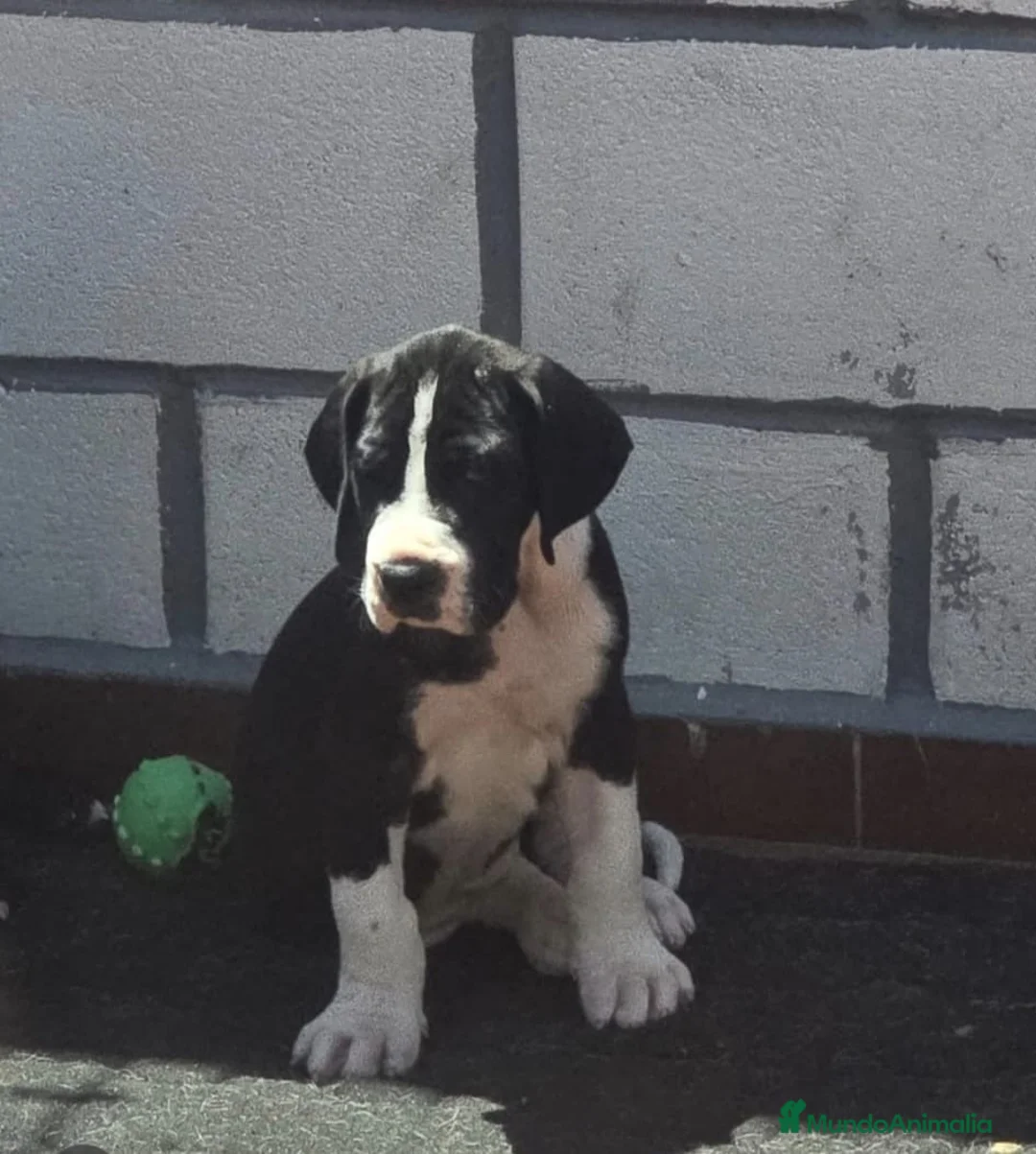 Dogo Alemán perros en venta: Dogo Alemán  - Anuncio 1