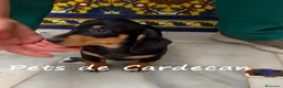 Teckel perros en venta: TECKEL HEMBRA NEGRO Y FURGO - Anuncio 2