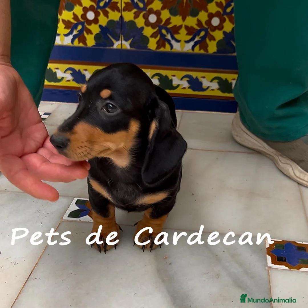 Teckel perros en venta: TECKEL HEMBRA NEGRO Y FURGO - Anuncio 2