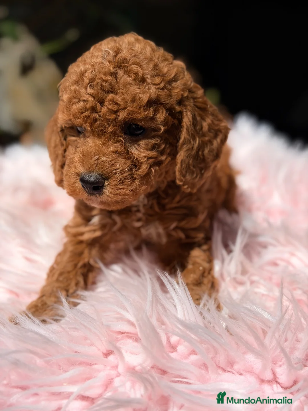 Caniche Toy perros en venta: Caniche roja pimenton  - Anuncio 1