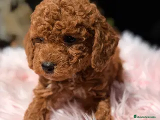 Caniche Toy perros Caniche roja pimenton - Anuncio 2