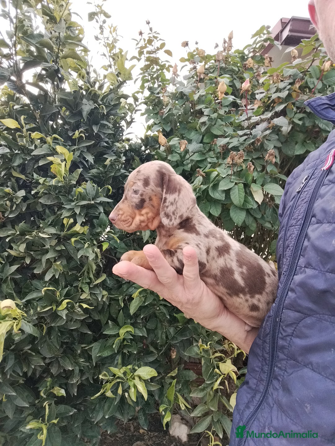 Teckel Miniatura perros en venta: Teckels kanichen  - Anuncio 2