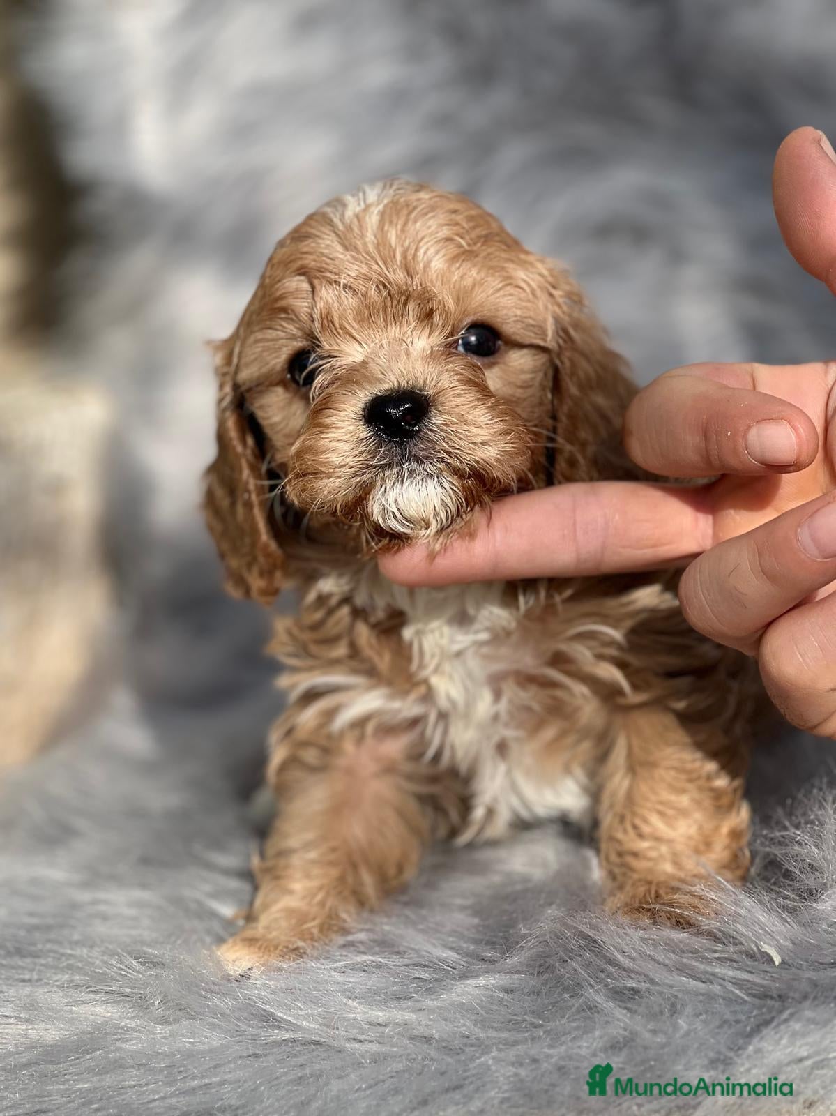 Cavapoo perros Cavapoo - Anuncio 6