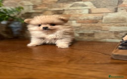 Pomerania perros en venta: CAMADA DE POMERANIA,SE PUEDEN VER,SIN COMPROMISO  - Imagen 4