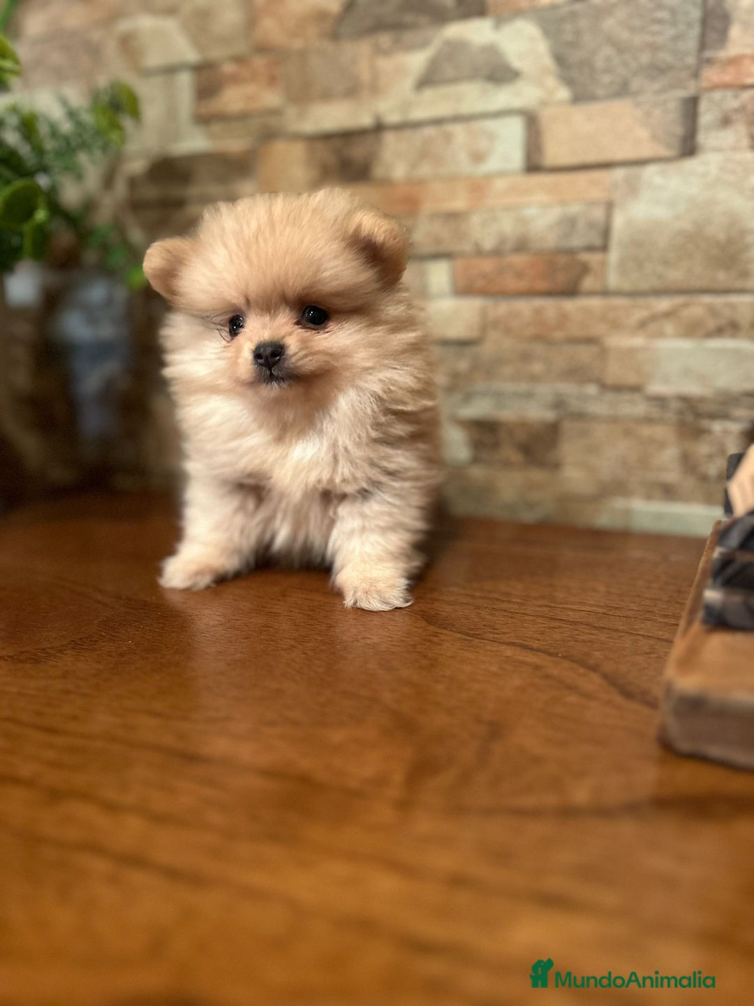 Pomerania perros en venta: CAMADA DE POMERANIA,SE PUEDEN VER,SIN COMPROMISO  - Imagen 4