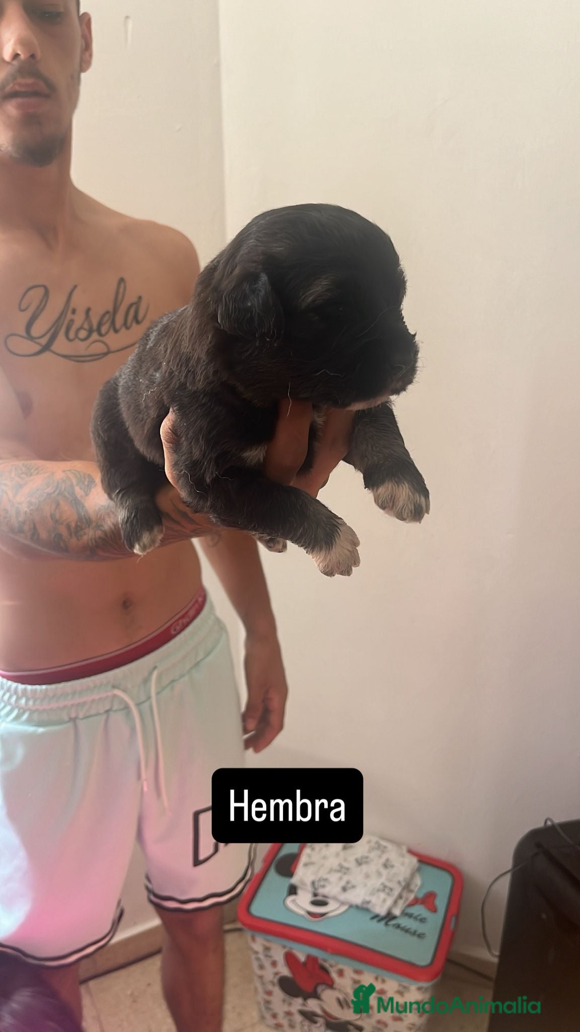 Pastor del Cáucaso perros en venta: Camada completa Pastor del Cáucaso  - Anuncio 7
