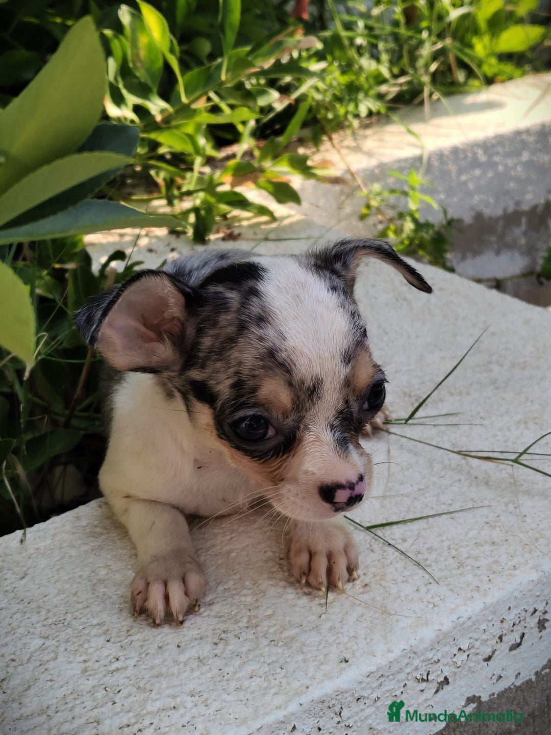 Chihuahua perros en venta: Chigugua macho arlequín  - Imagen 2