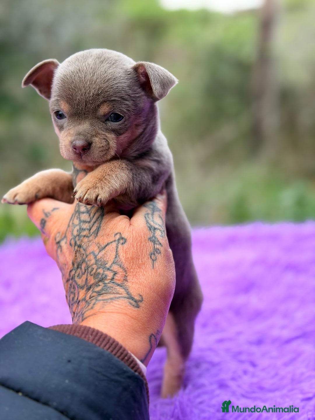 Chihuahua perros en venta: Chihuahua Minitoy  - Anuncio 13