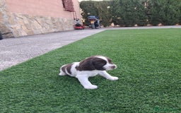 English Springer Spaniel perros en venta: Springer Spaniel inglés  - Imagen 3