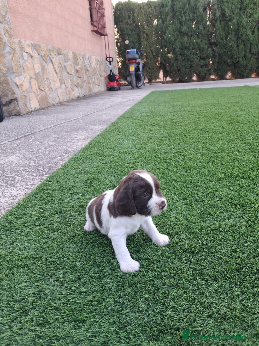 English Springer Spaniel perros en venta: Springer Spaniel inglés  - Imagen 3
