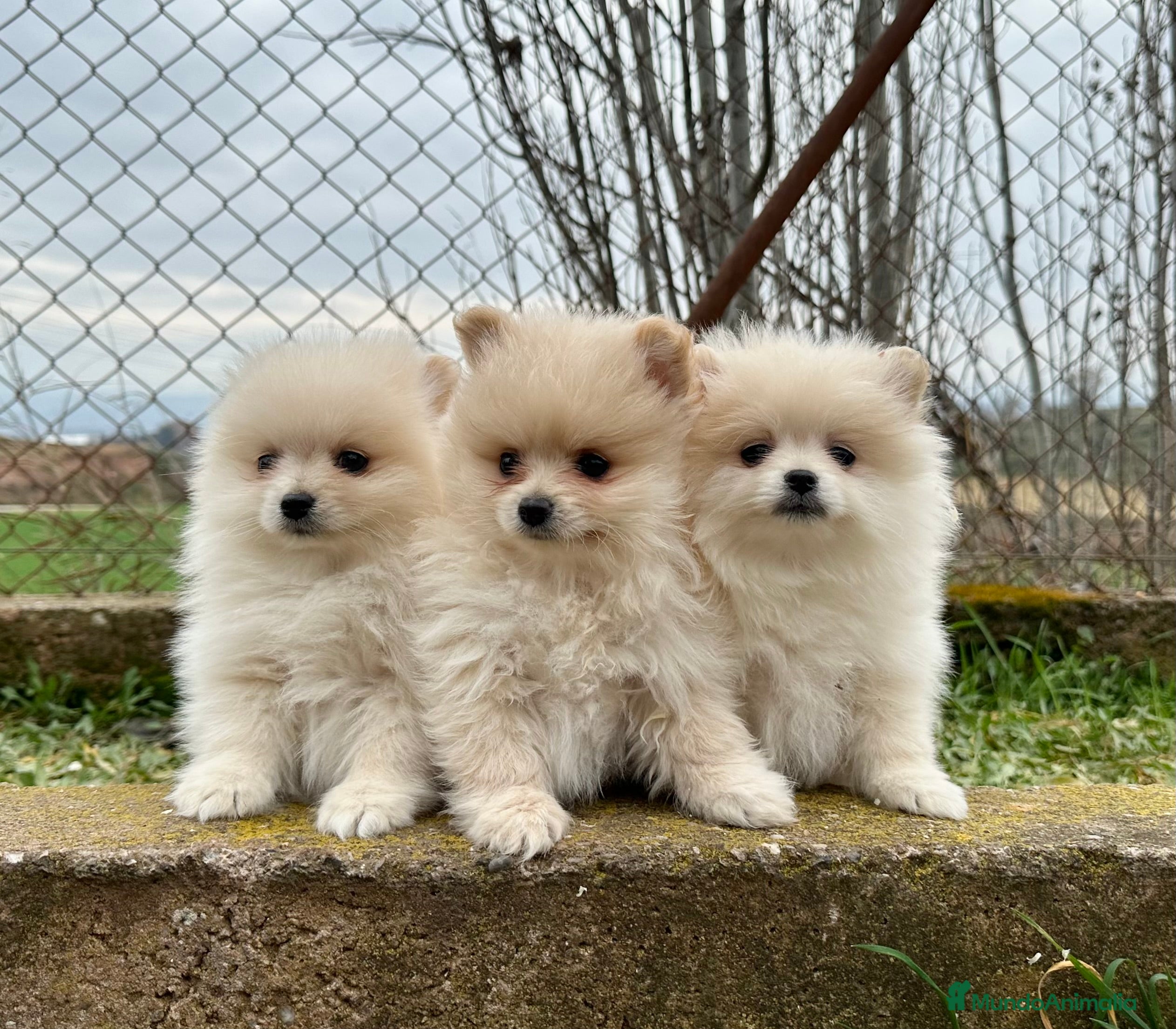 Pomerania perros POMERANIA TOY NACIONAL CREMA en Barcelona - Anuncio 29