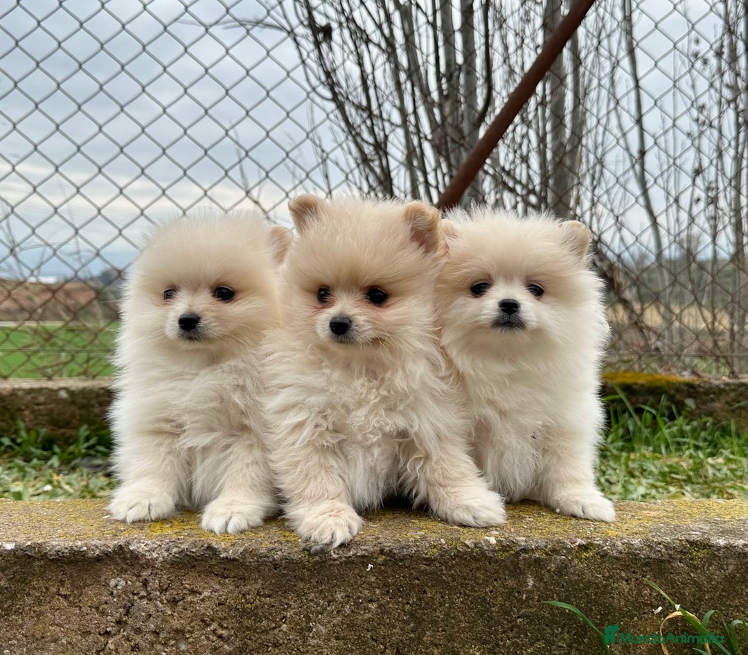Pomerania perros en venta: POMERANIA TOY NACIONAL CREMA en Barcelona - Imagen 1
