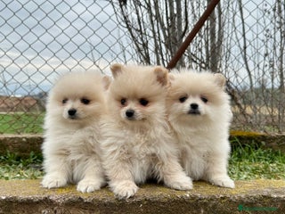 Pomerania perros en Barcelona - Anuncio 36