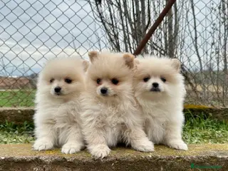 Pomerania perros POMERANIA TOY NACIONAL CREMA en Barcelona - Anuncio 24