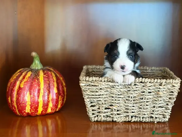 Pastor Miniatura Americano perros Pastor miniatura americano - Anuncio 16