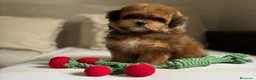 Maltipoo perros en venta: Maltipoo Toy Hembra tonalidades chocolates!! - Anuncio 3