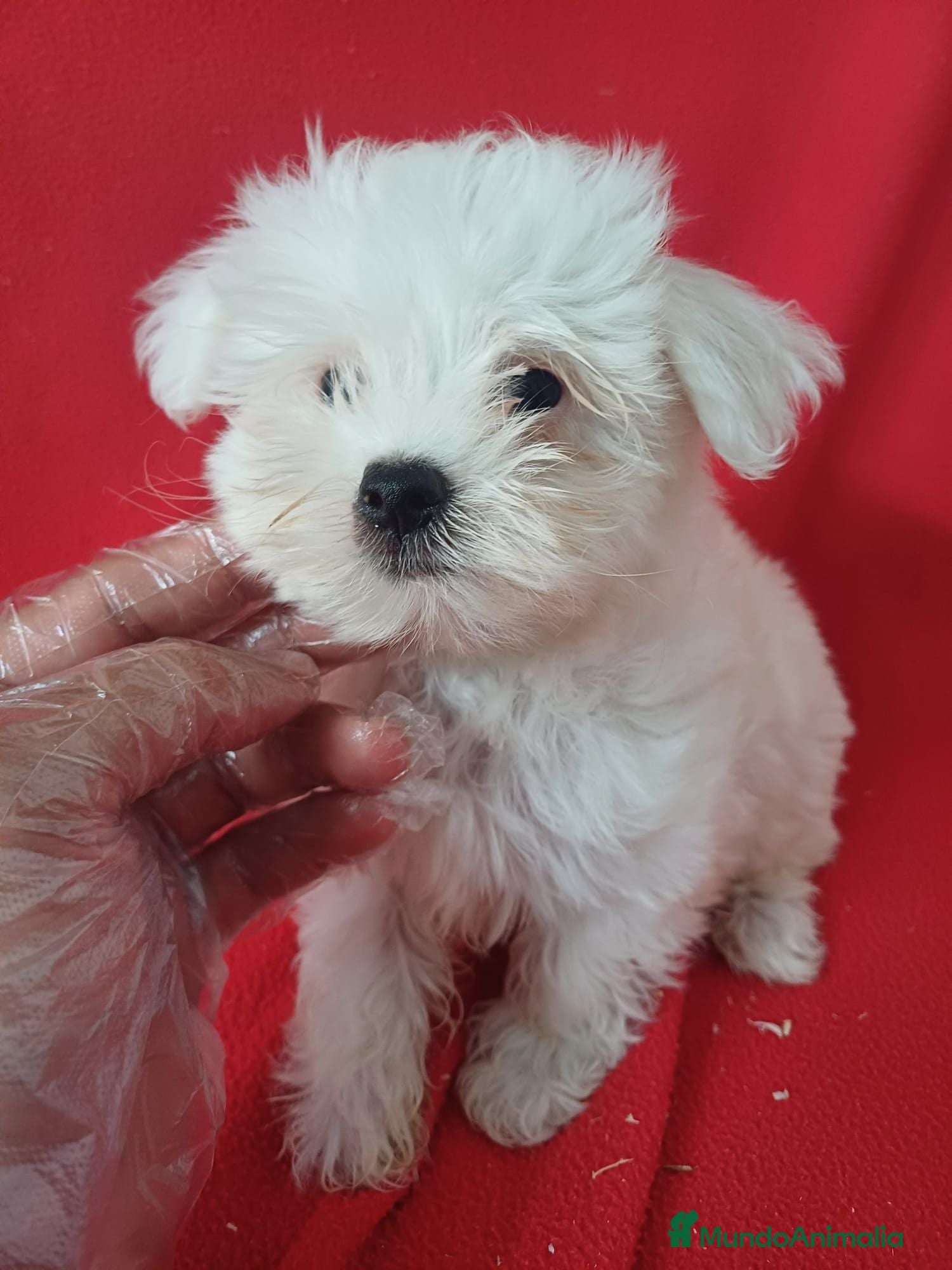 Bichón Maltés perros Bichon Maltés Americano  - Anuncio 1