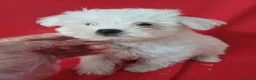 Bichón Maltés perros en venta: Bichon Maltés Americano  - Anuncio 1